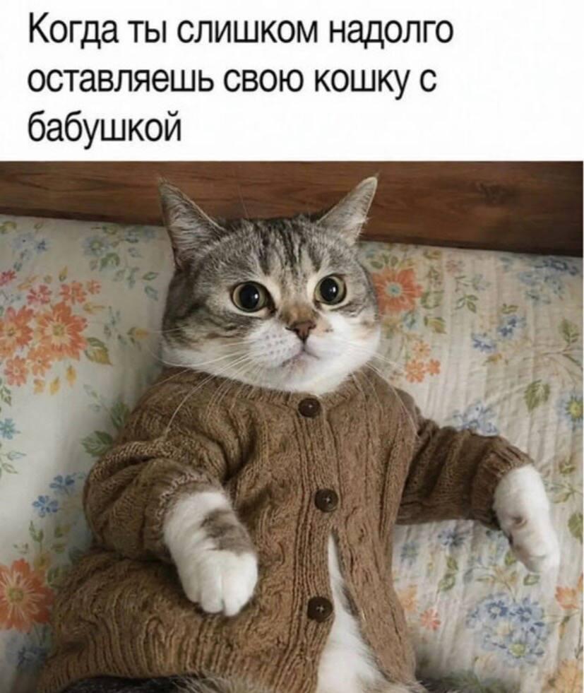 Котик и бабушка, мем
