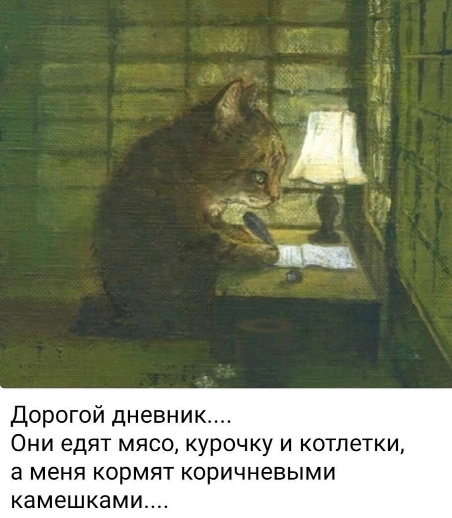 Котик, мем