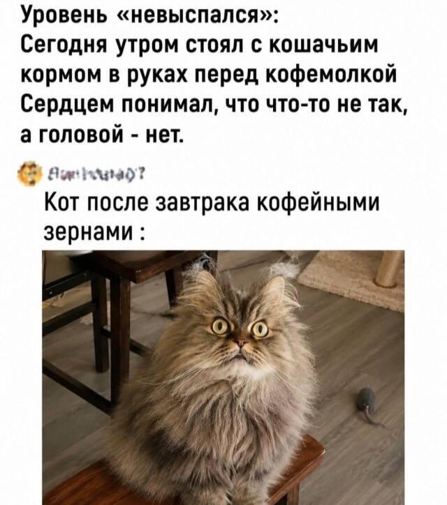 Кот и кофе, мем