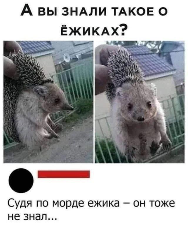 Ежик, мем