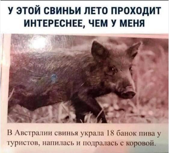 Свинья и пиво