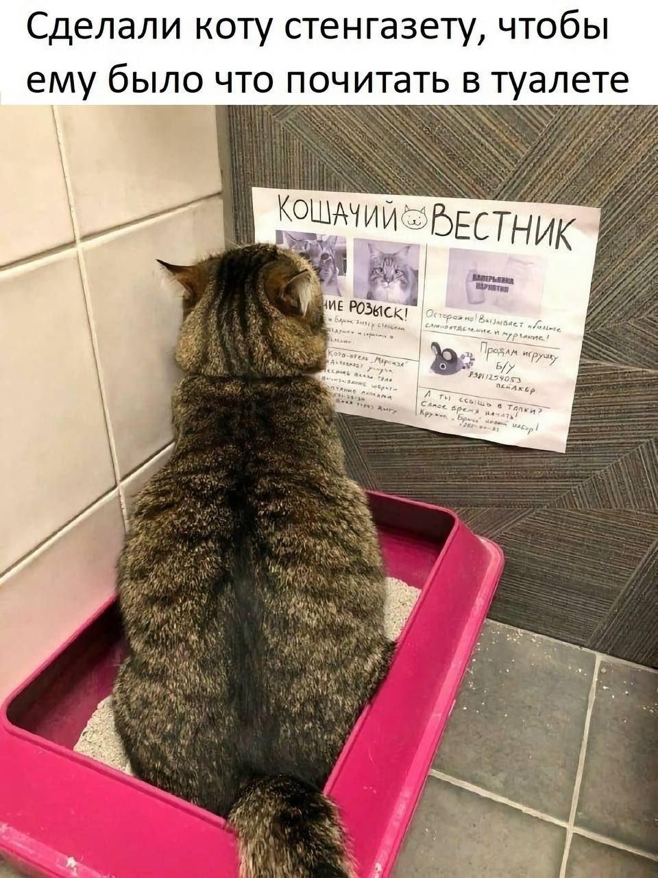 Кошачий вестник