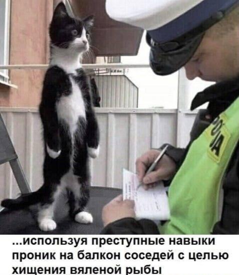 Мем про котика