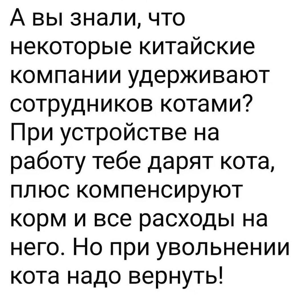 Китай и котики