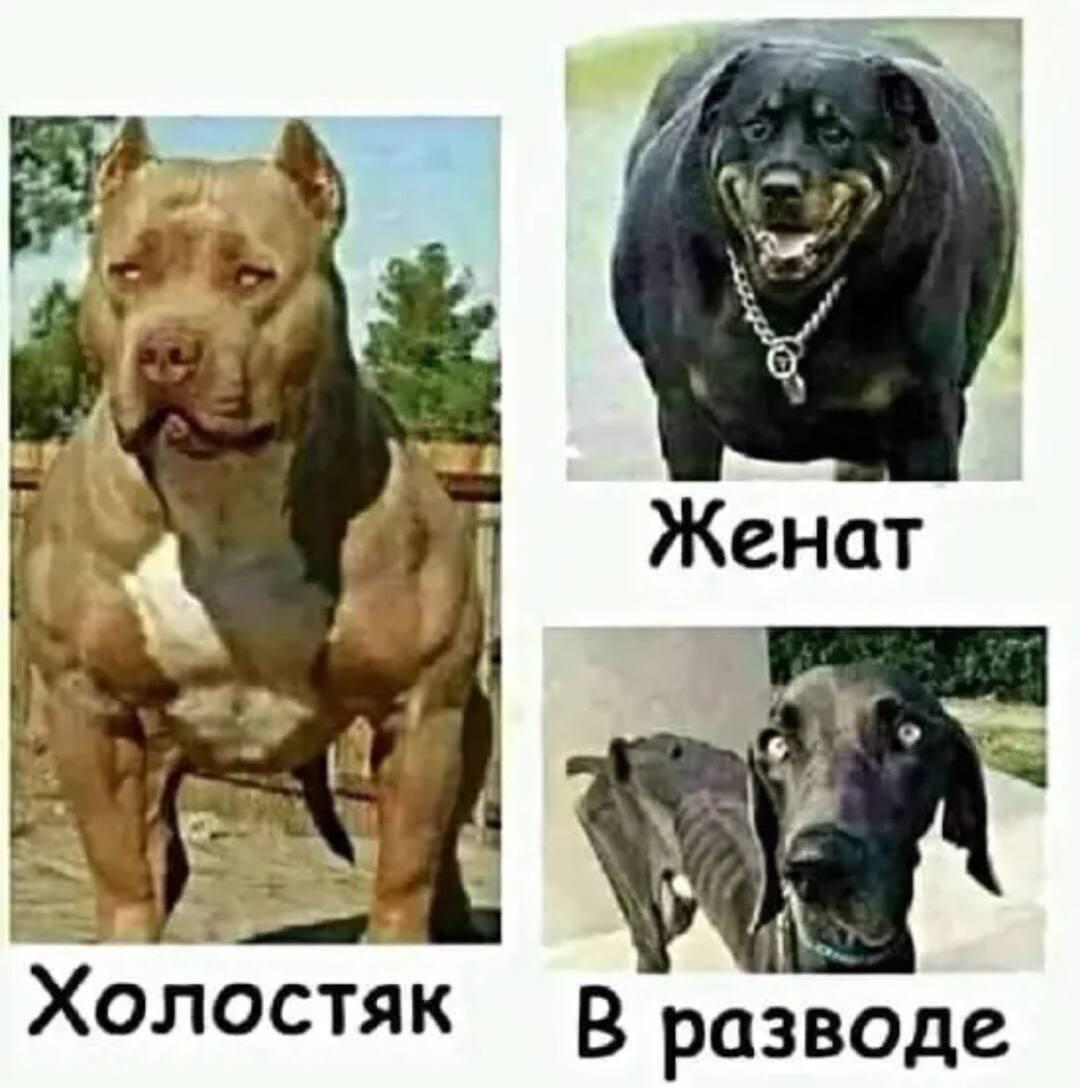 Мужчина холостой и женатый, мем