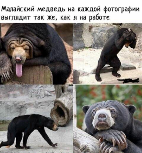 Малайский медведь, мем