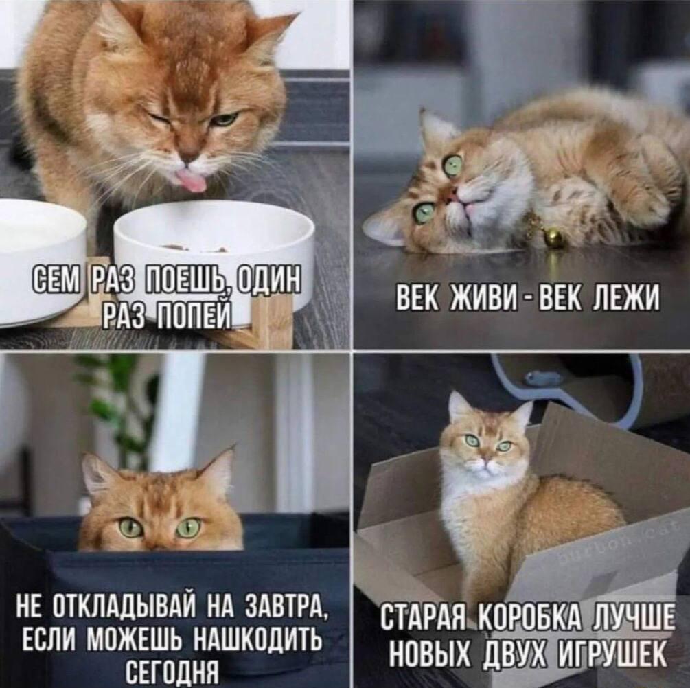 Мудрость котика, мем