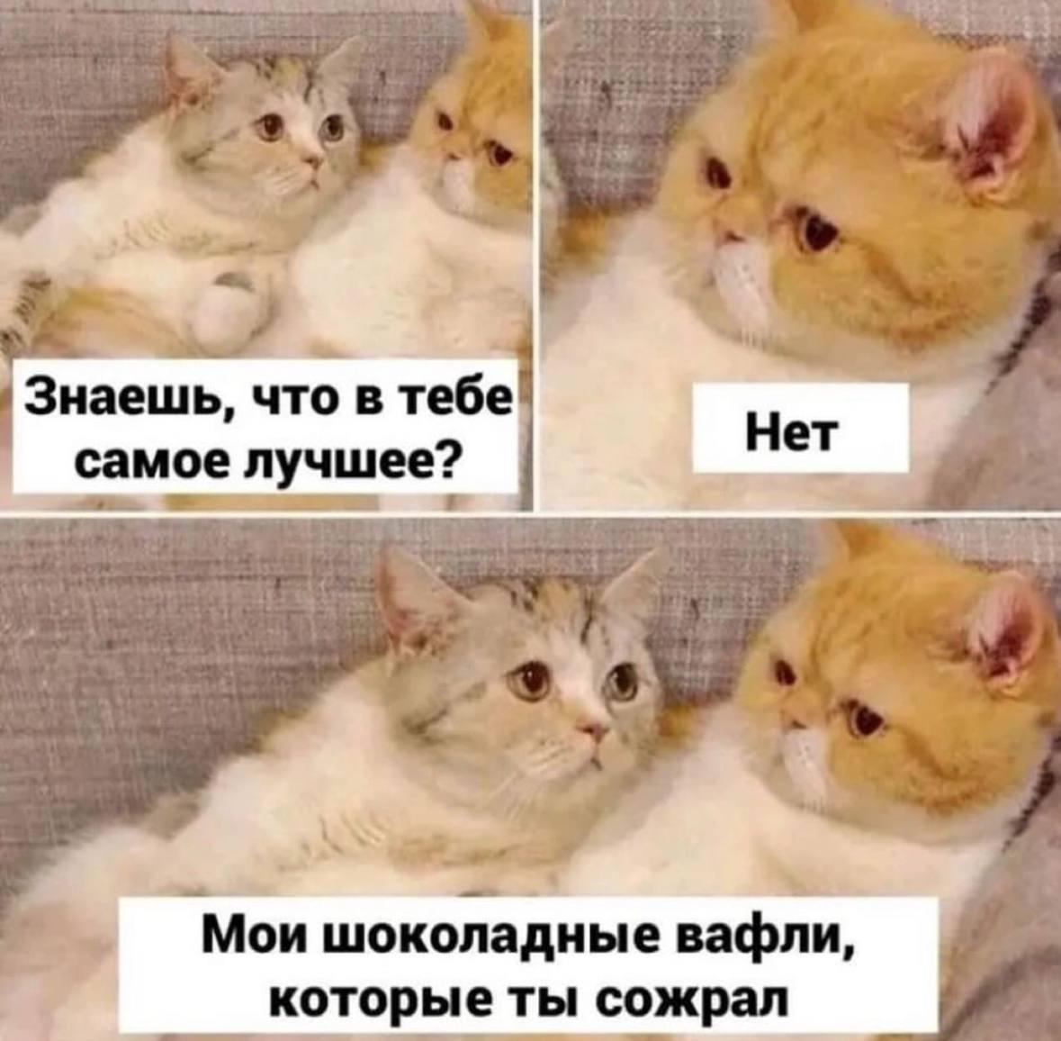 Котики, мем