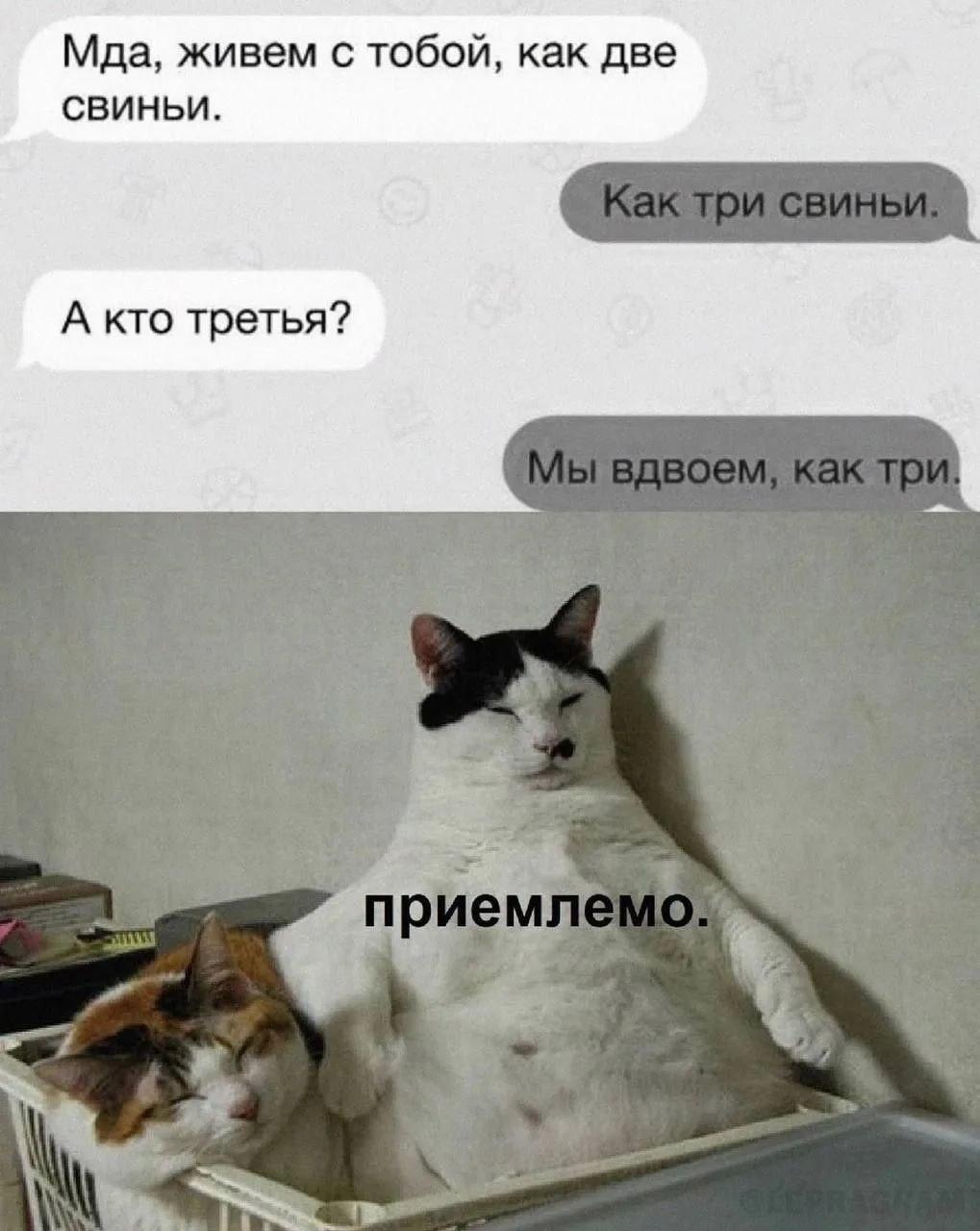 Котики, мем