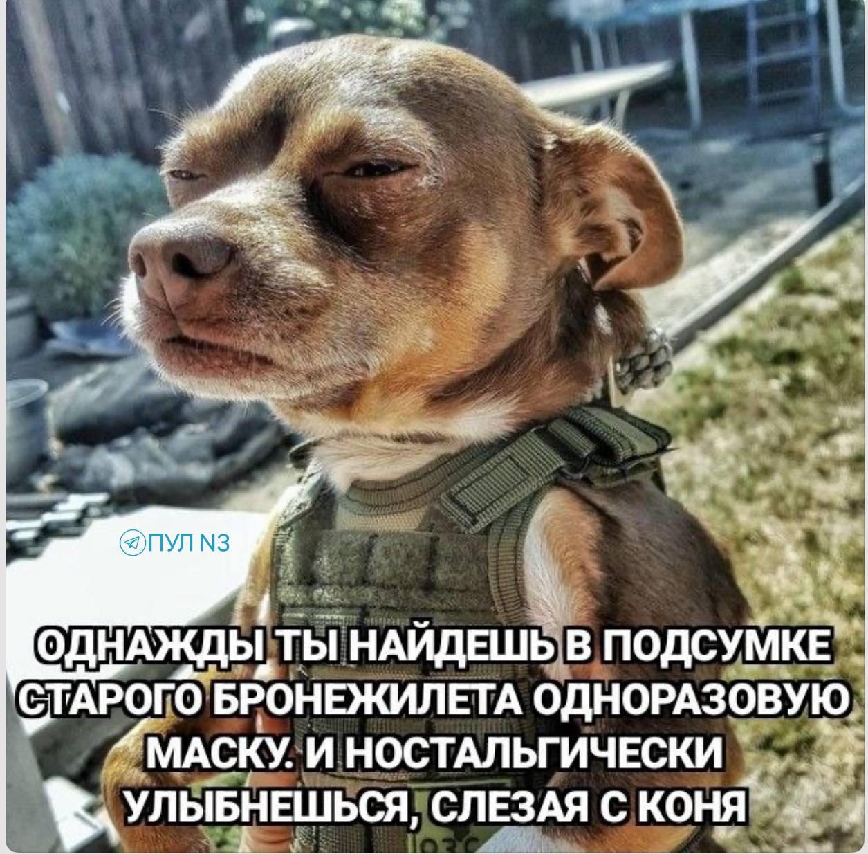 Собака в бронежилете, мем