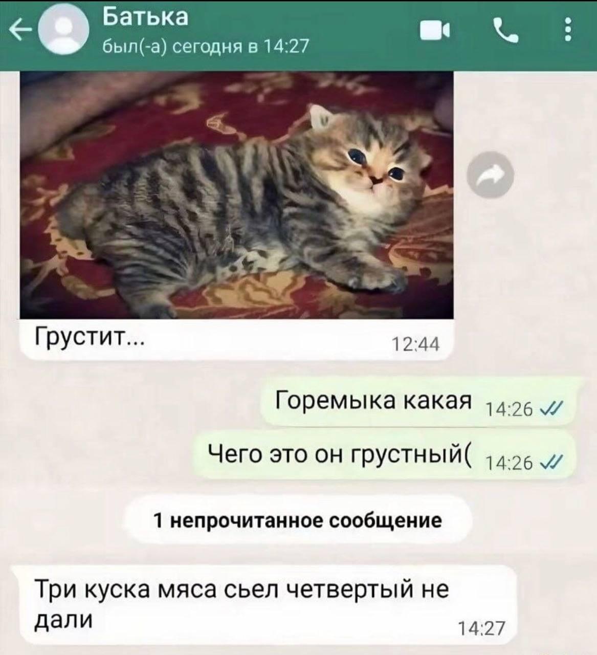 Грустный котёнок