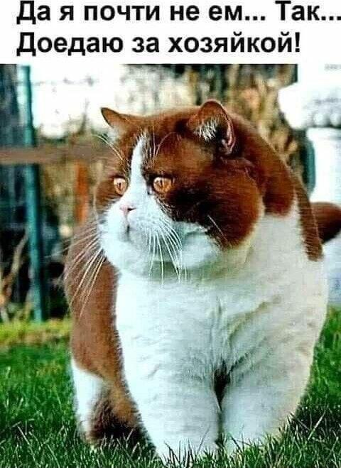 Котики, мем