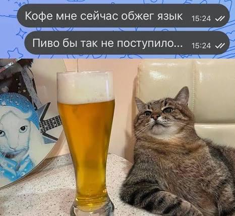 С котиками любые мемы лучше