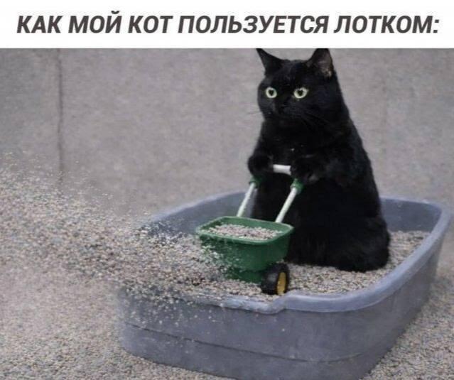 Кот и лоток, мем