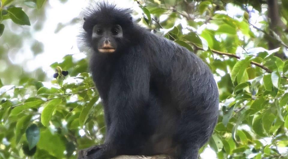 Colobus congoensis - Ликвели
