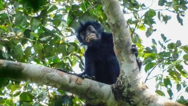 Colobus congoensis - Ликвели