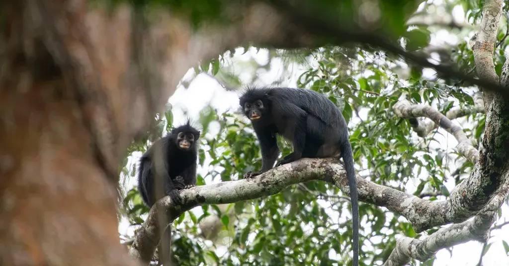 Colobus congoensis - Ликвели