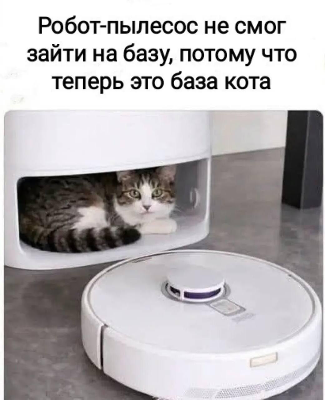 Робот пылесос против кота