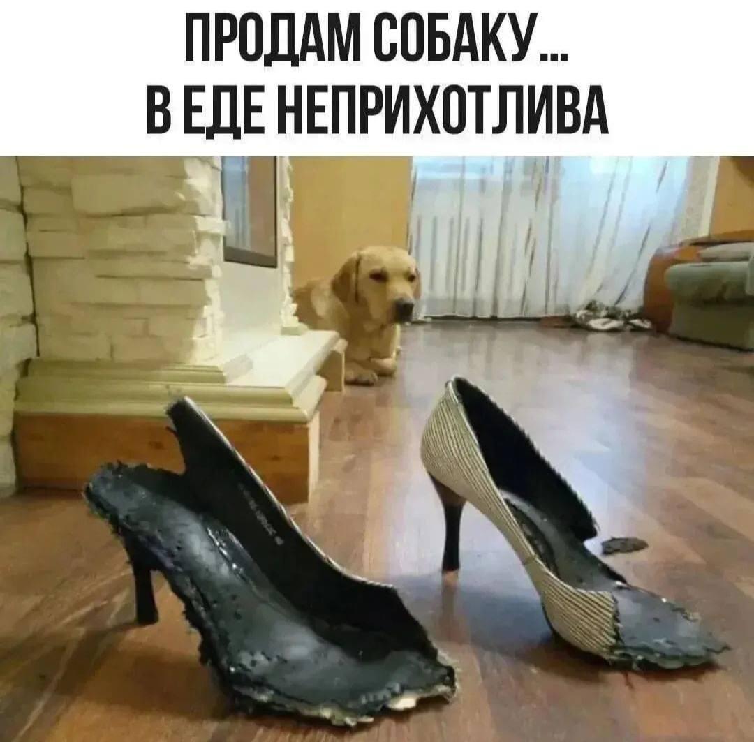 Собака, мем