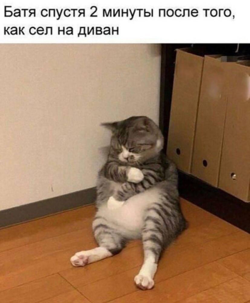 Котик-батя