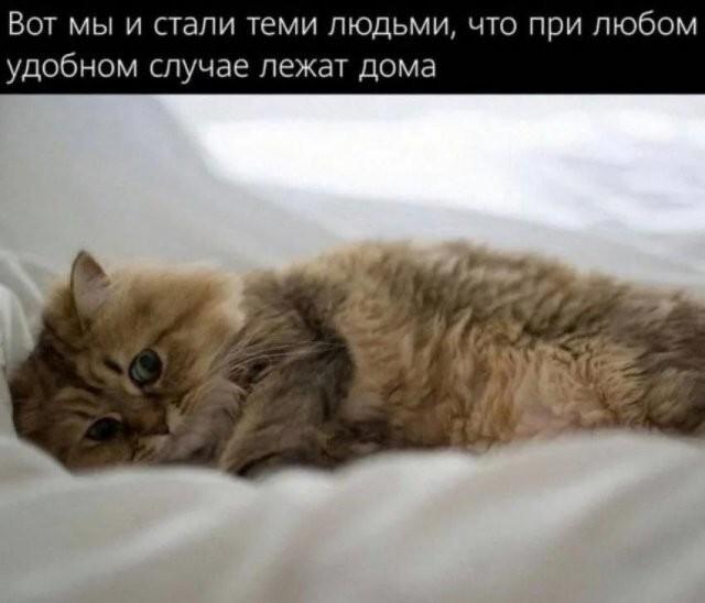 Котики и лень, мем