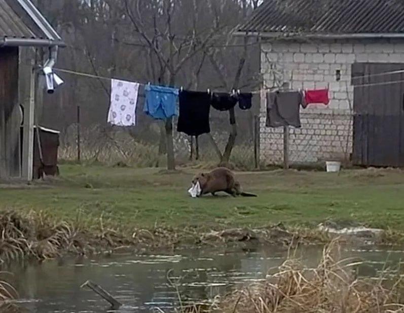 Бобр ворует трусы