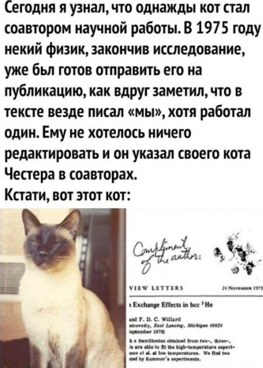 Научная работа и кот