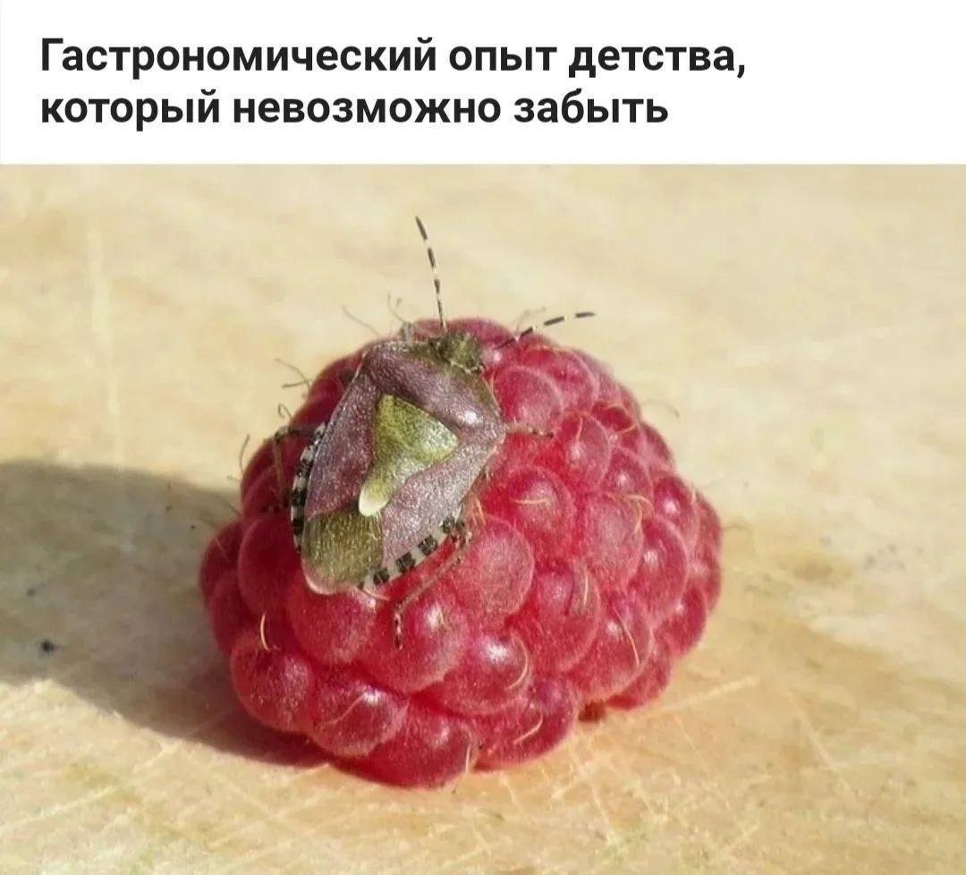 Малина, мем