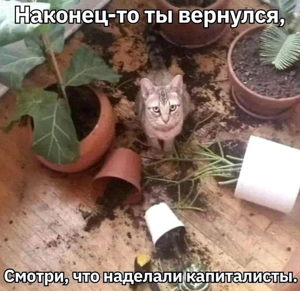 Кот и горшки, мем