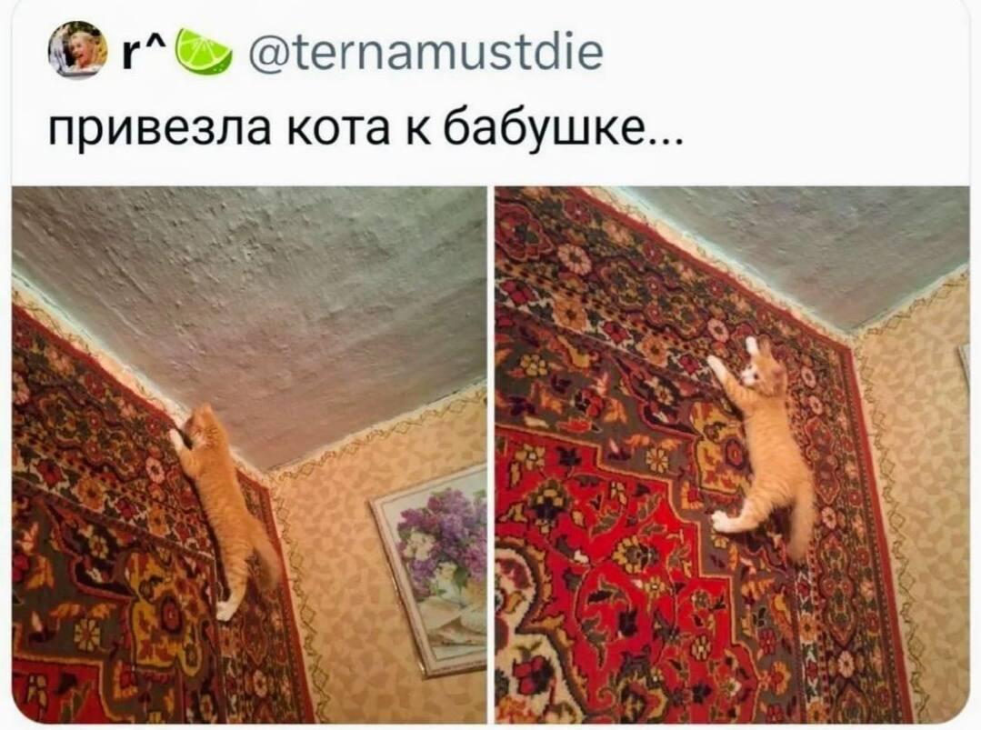 Кот на ковре