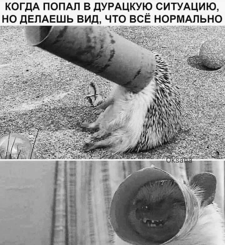 Ёжик, мем