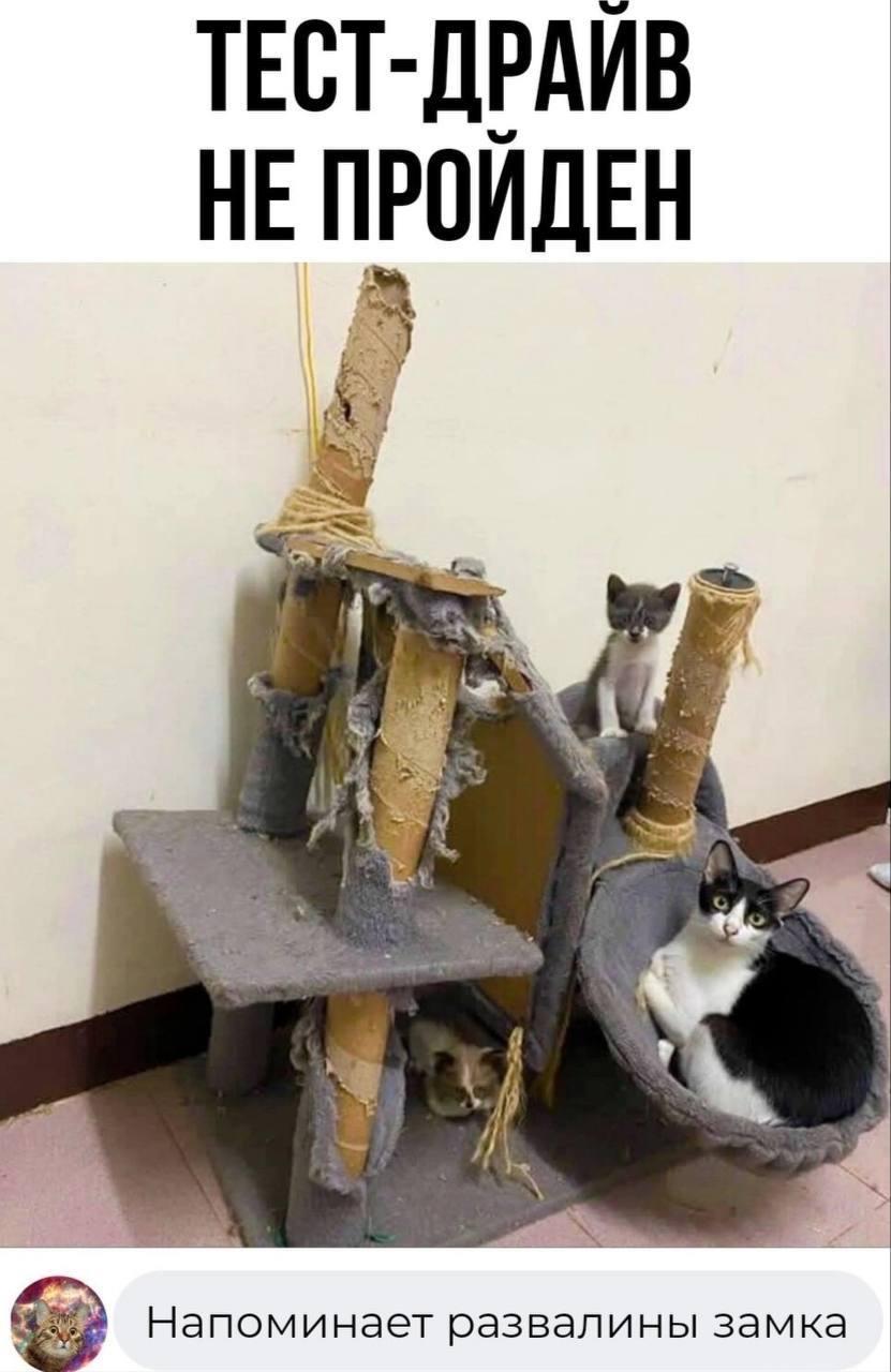 Котики разрушители