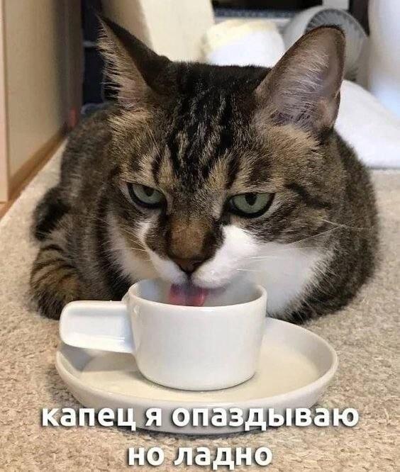 Котик опаздывает