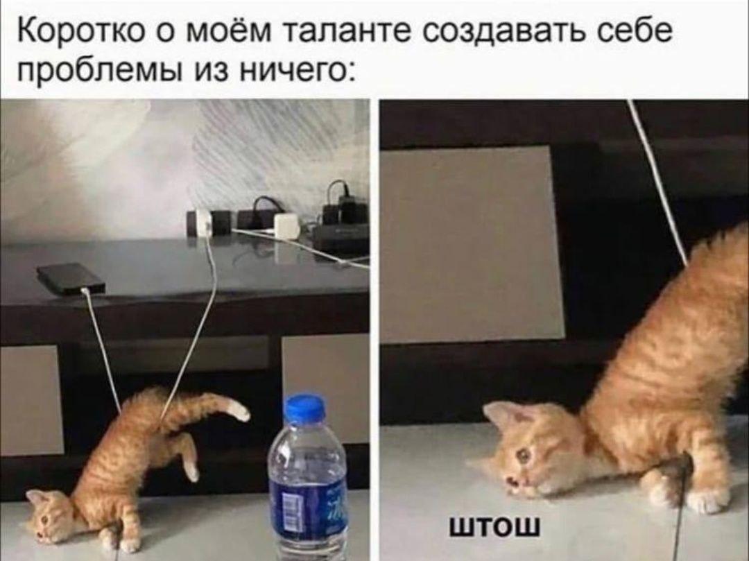 Котик, мем