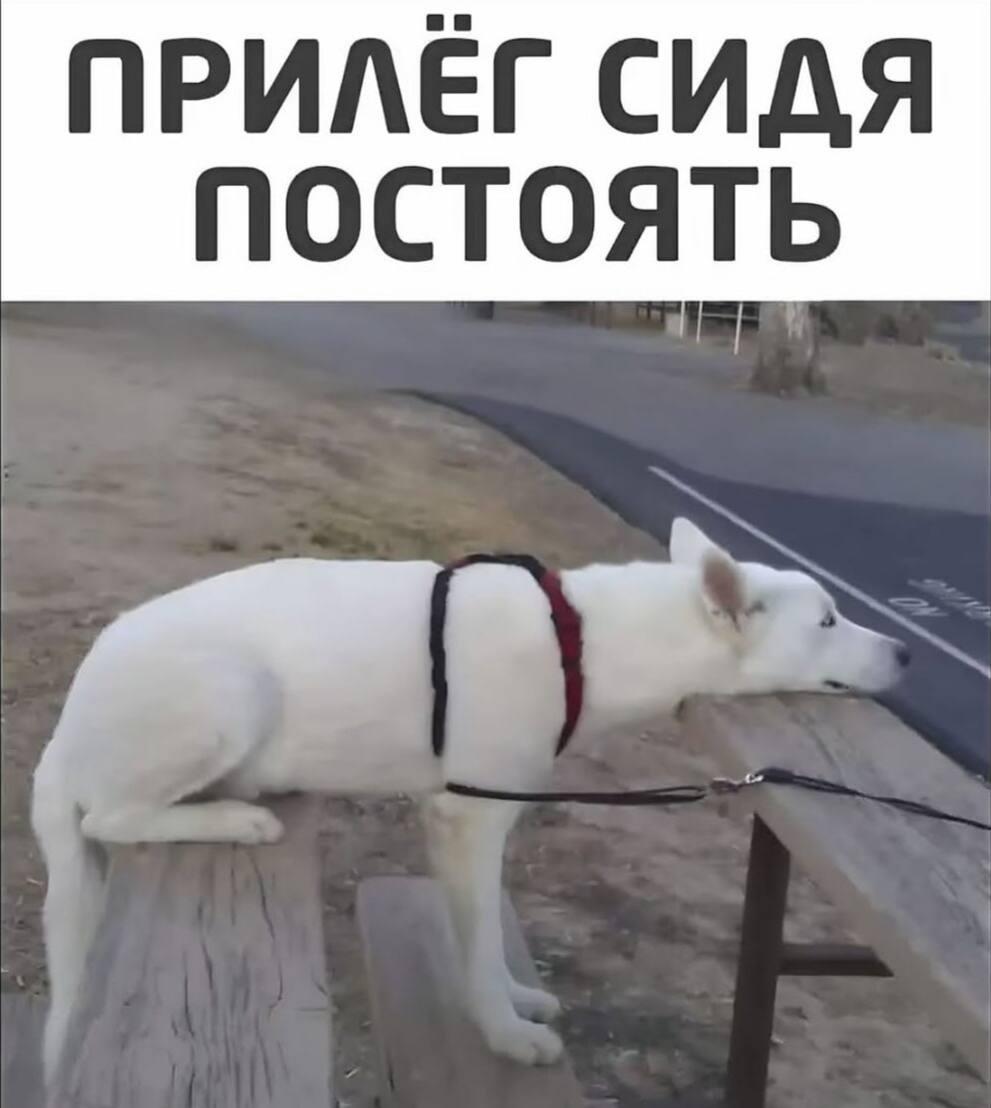 Собака, мем