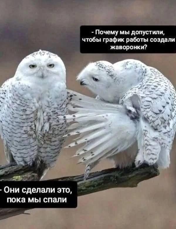 Совы и жаворонки, мем