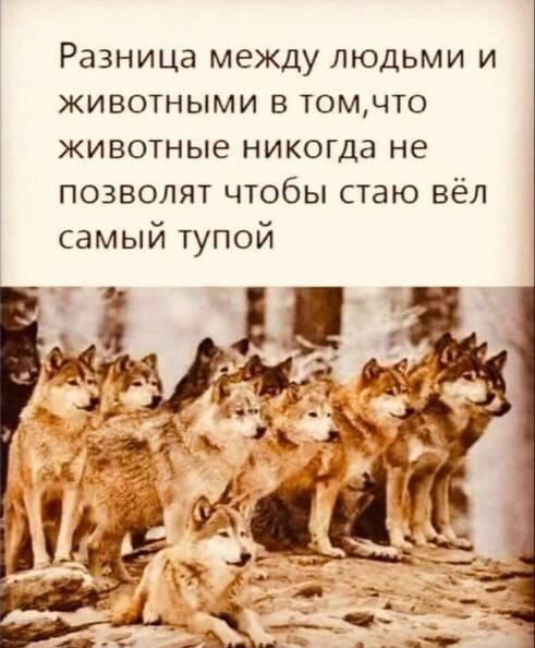 Кто ведёт волчью стаю