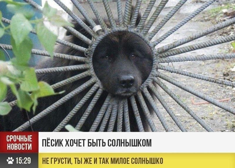 Пёсик-солнышко