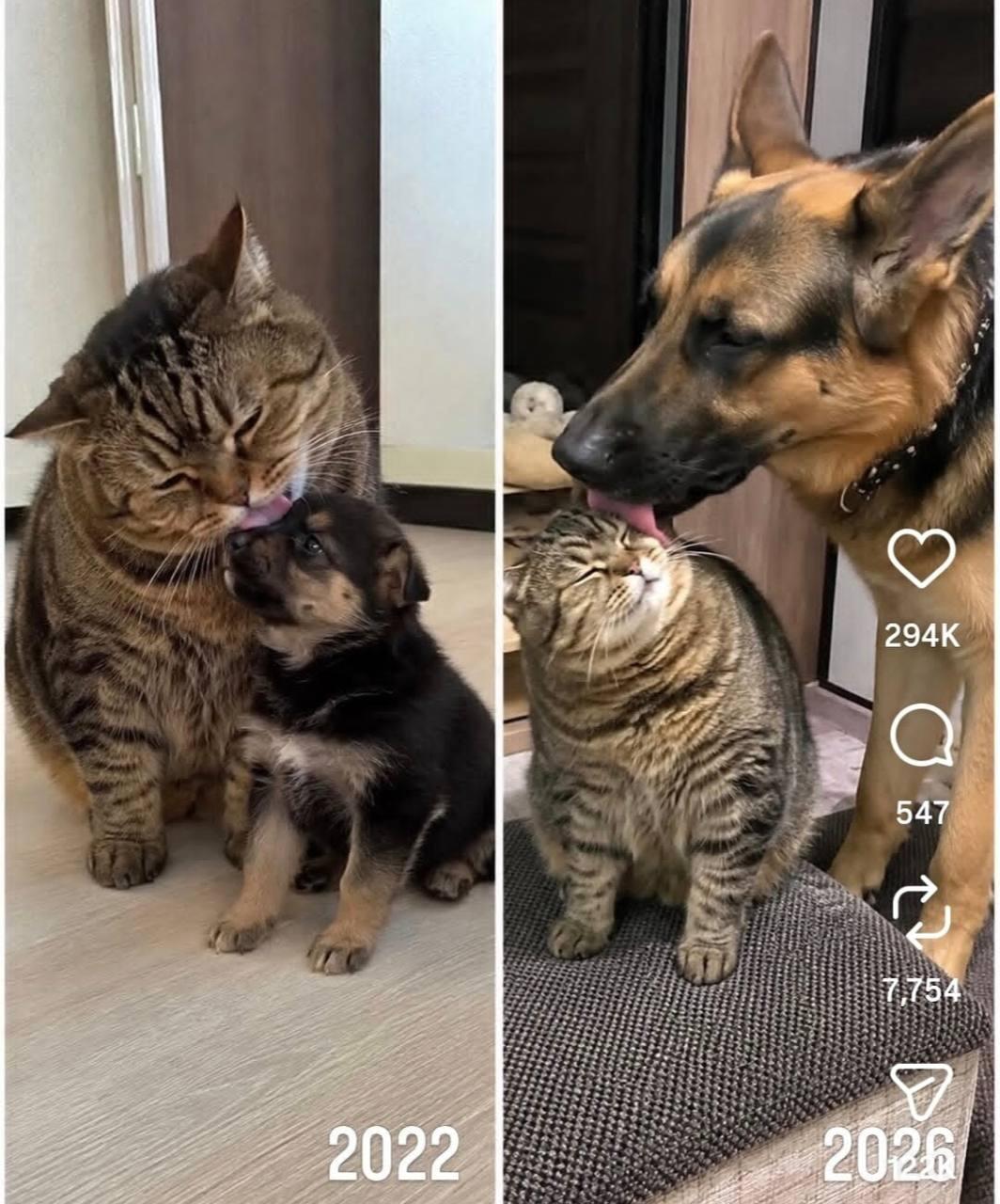 Котик и собачка