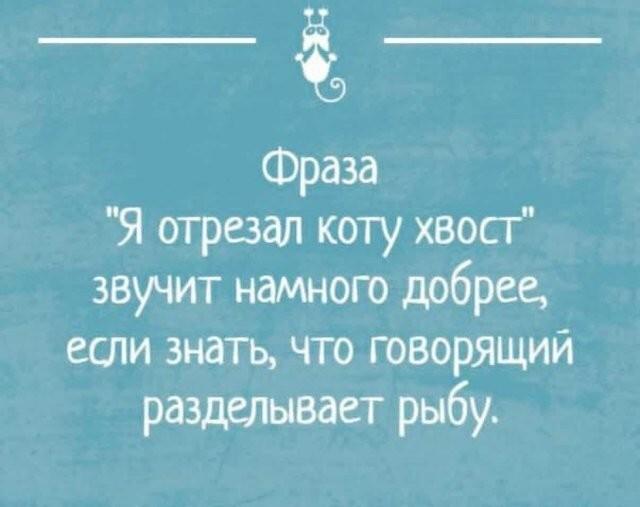 Котики, мем