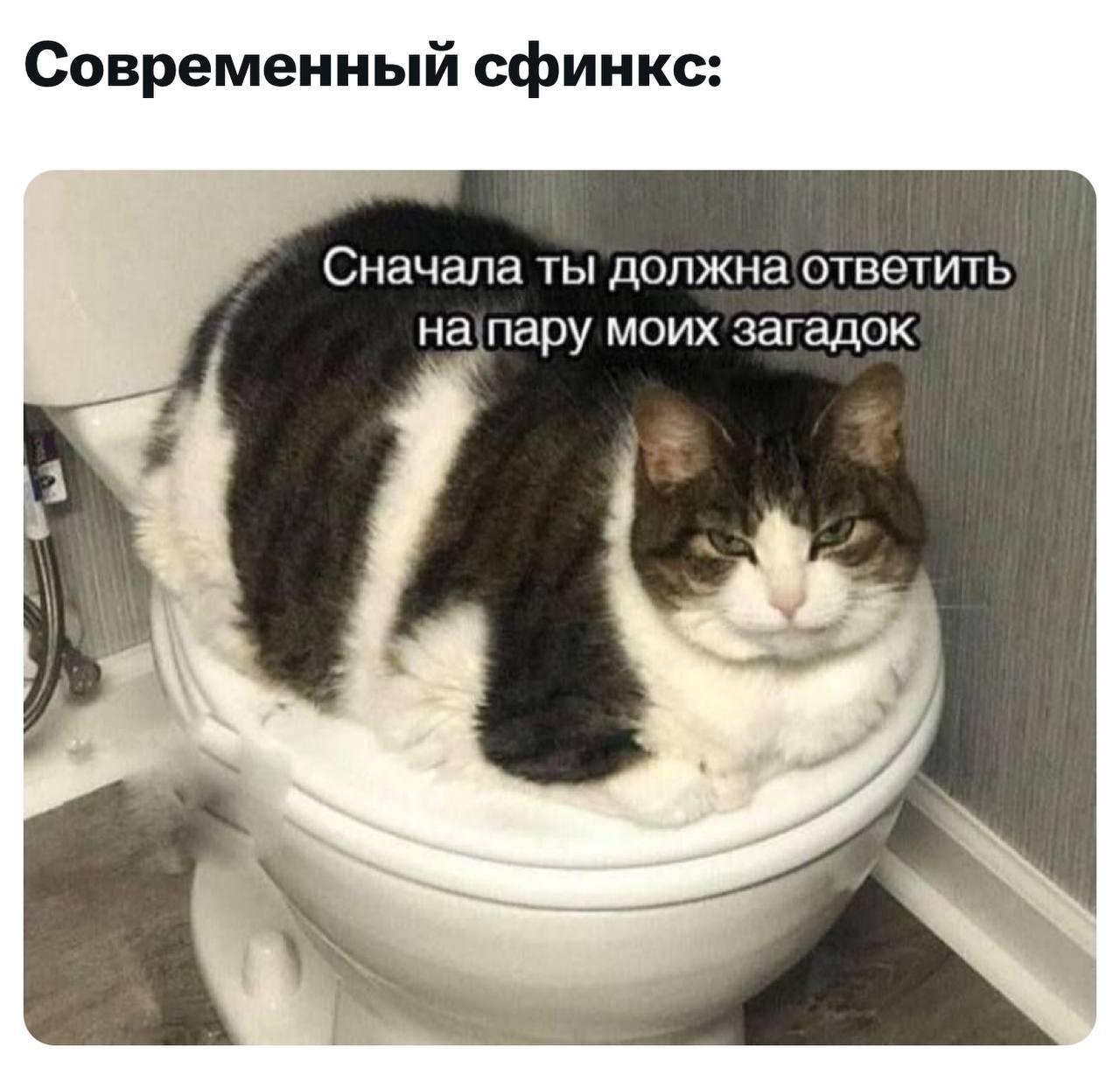 Котик, мем