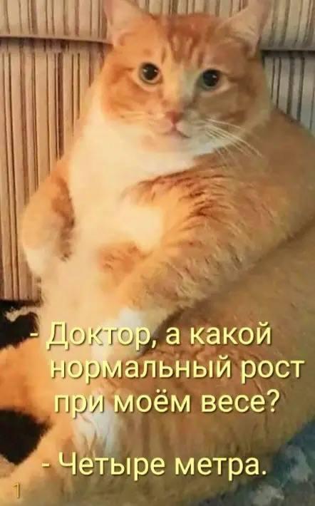 толстый котик, мем
