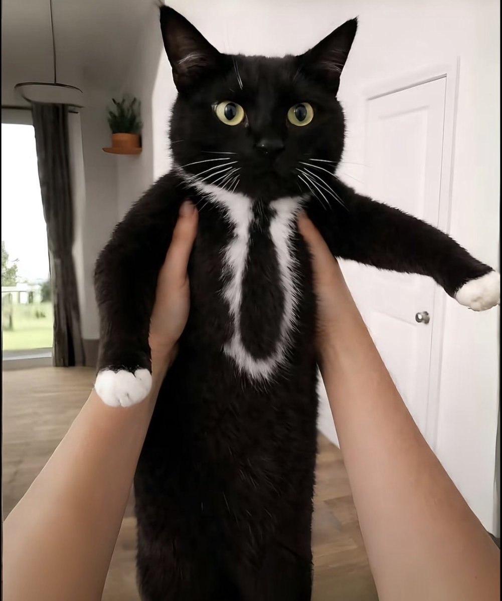 Котик в галстуке