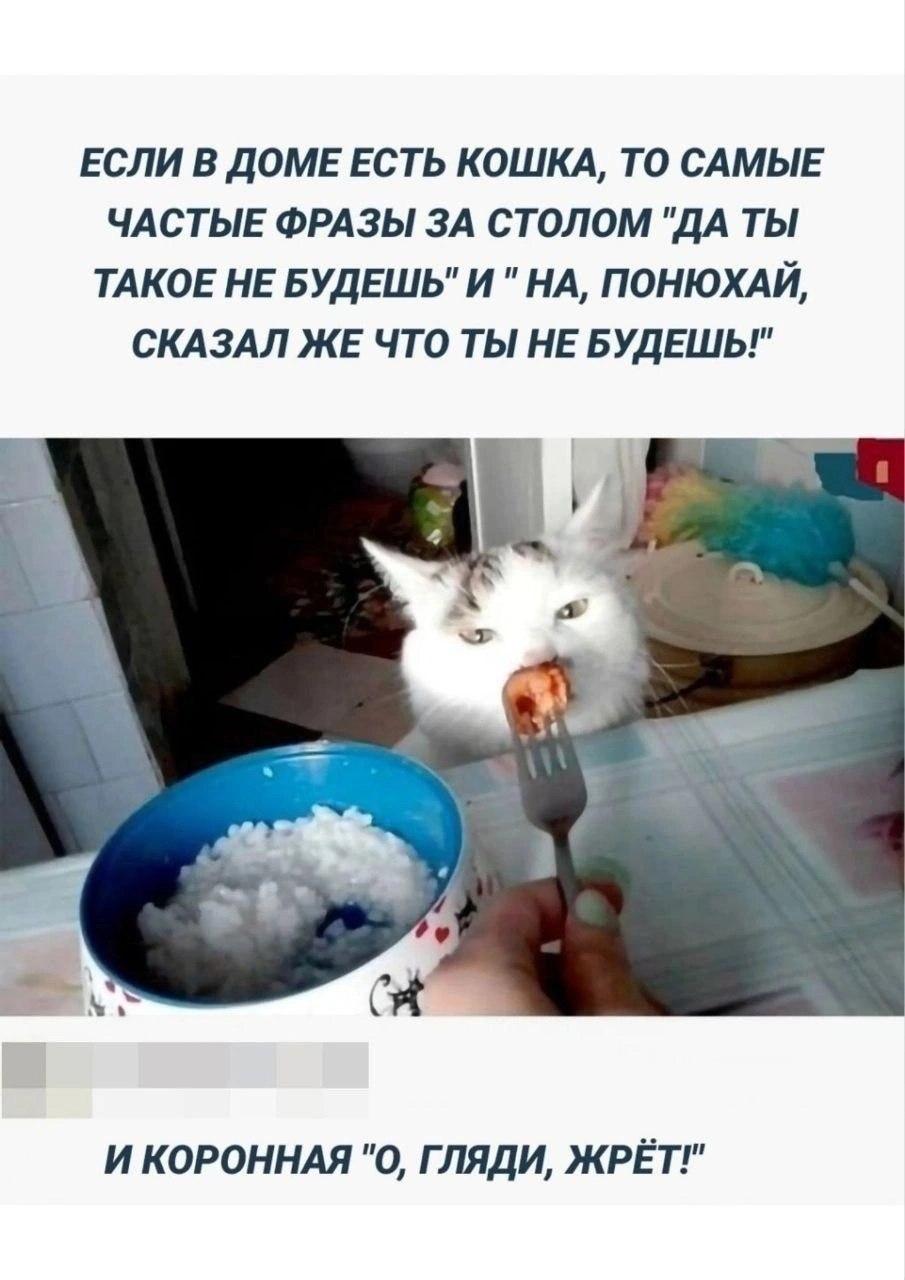 Котик и еда, мем