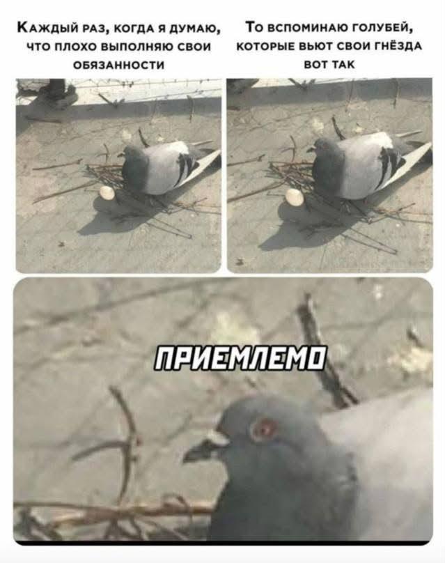 Голубь, мем