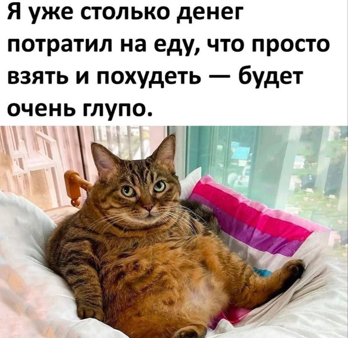 Жирный котик, мем