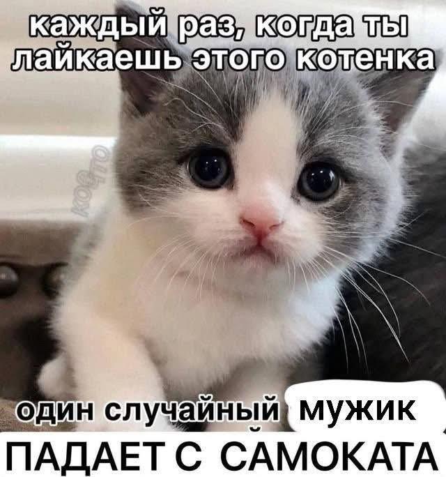 Котенок собирает лайки