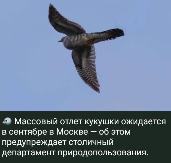 Кукуха отлетает