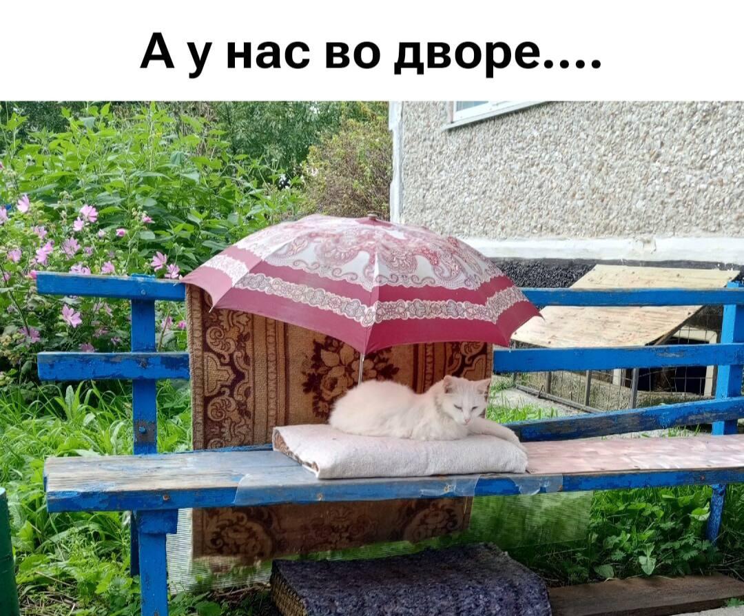 Котики, мем