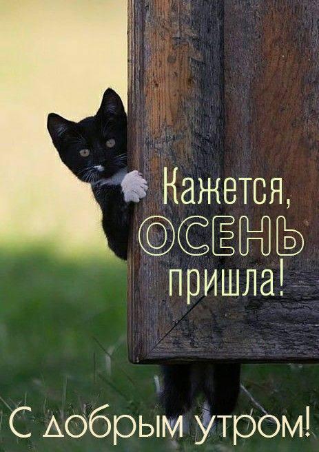 Доброе утро